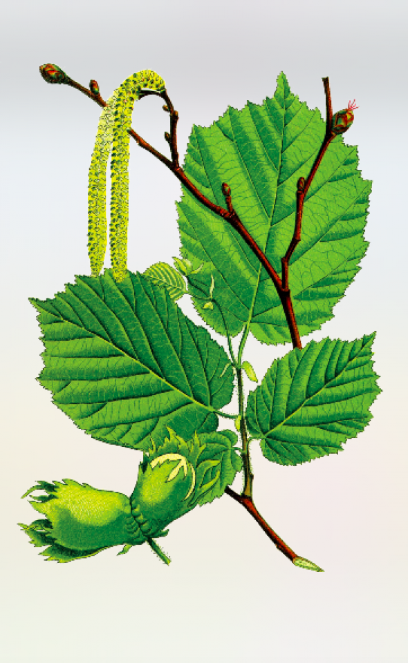 Noisetier (Corylus avellana)