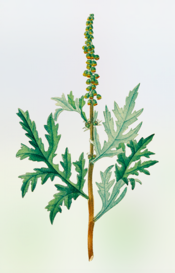 Ambroisie (Ambrosia artemisiifolia)