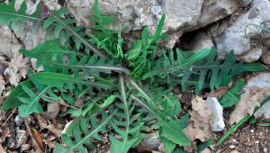 Laitue vivace (Lactuca perennis)