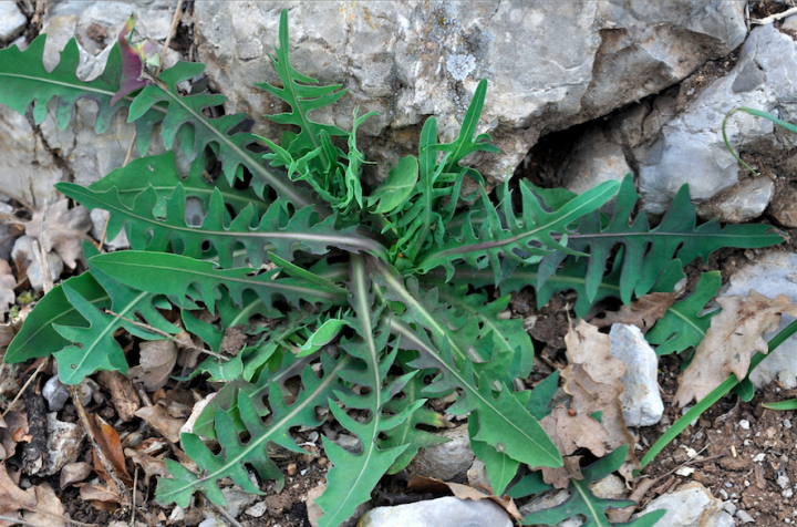 Laitue vivace (Lactuca perennis)