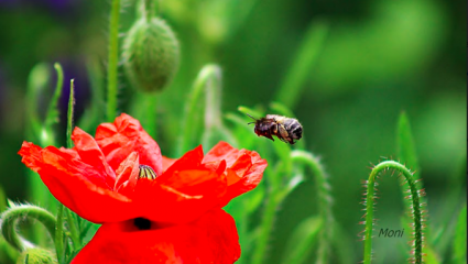 Le coquelicot et l'abeille tapissière