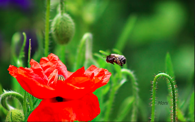 Le coquelicot et l'abeille tapissière