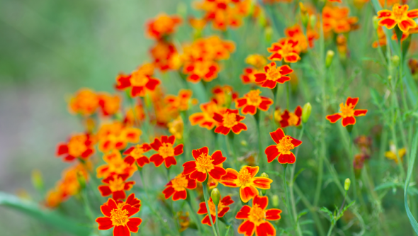 La tagète citron (Tagetes tenuifolia) ou tagète à feuilles ténues