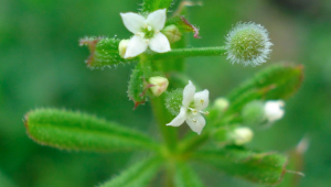 Gaillet gratteron (Galium aparine L.)