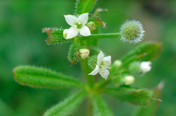 Gaillet gratteron (Galium aparine L.)