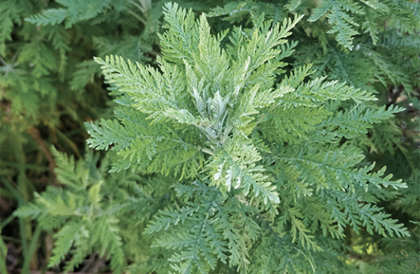 Artemisia afra