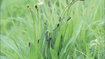 Plantain lancéolé