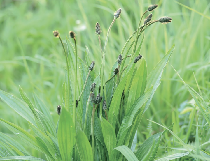 Plantain lancéolé