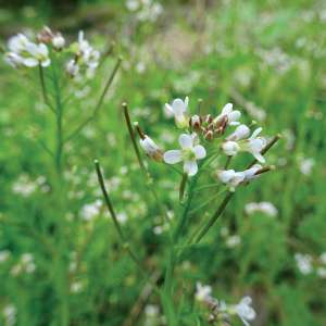 La cardamine, un cresson en miniature