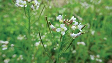 La cardamine, un cresson en miniature