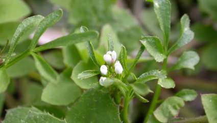 cardamine hirsuta