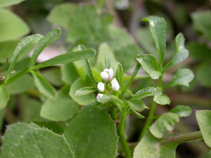 cardamine hirsuta