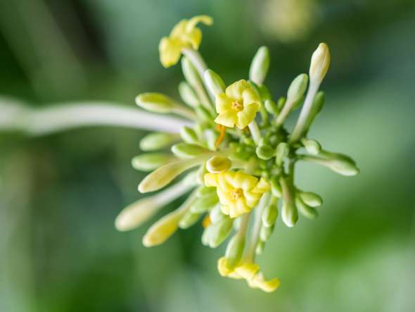 Papayer (carica papaya)