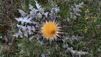 carline à feuilles d'acanthe