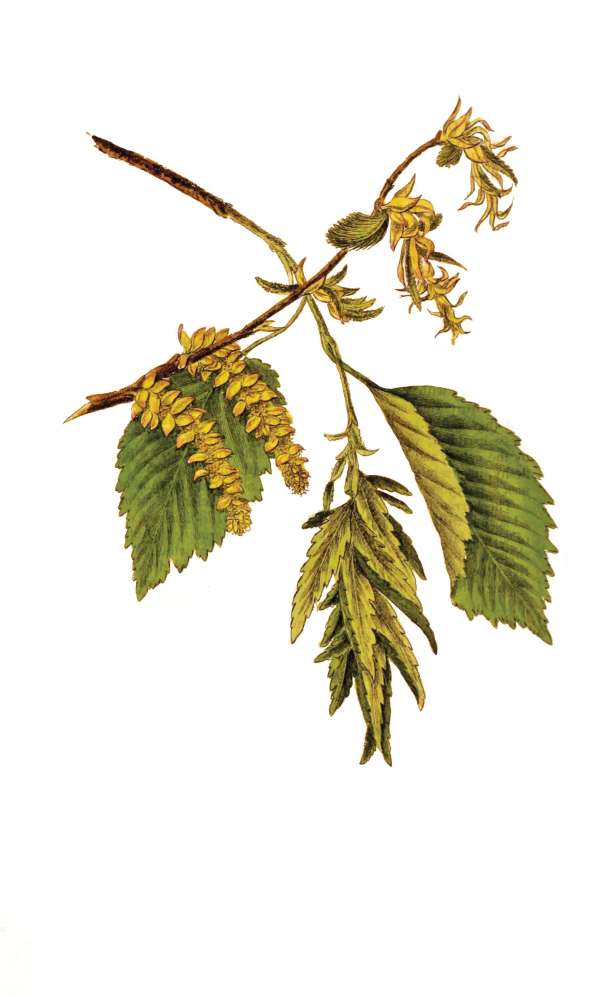 Charme commun (Carpinus betulus)