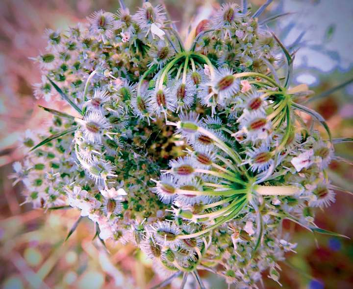 Conseils pour Récolter et Conserver Vos Propres Graines de Plantes