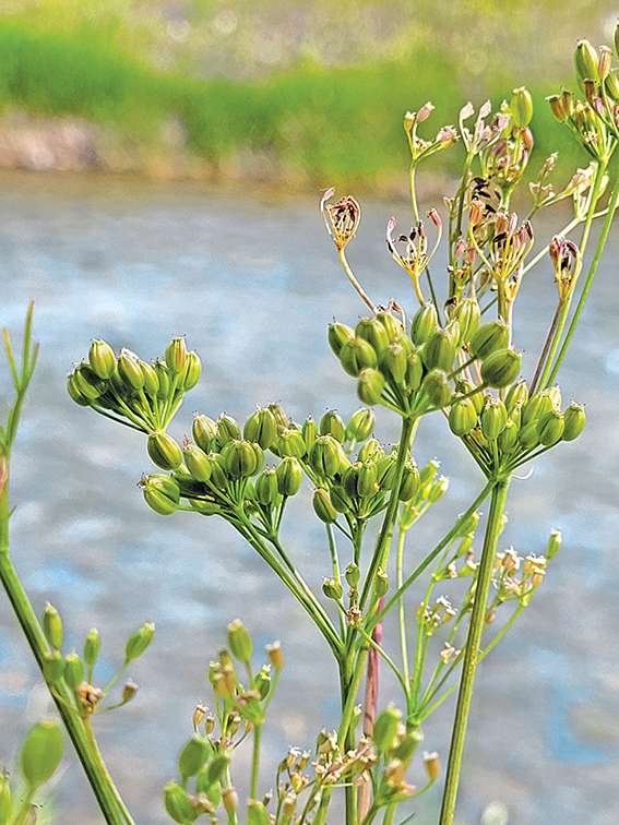 L'huile essentielle de carvi active la digestion