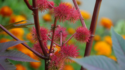 Le ricin (Ricinus  communis) 