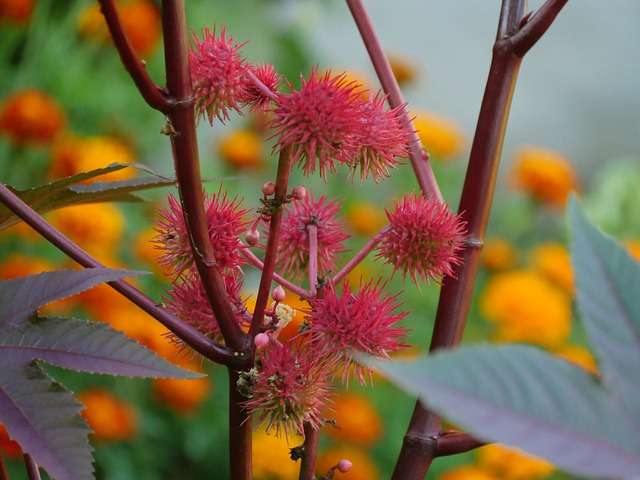 Le ricin (Ricinus  communis) 