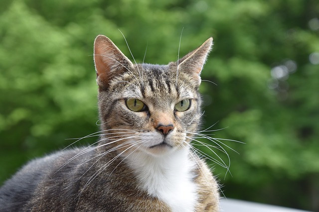 Mode de culture : Herbe à chat Orge Orge