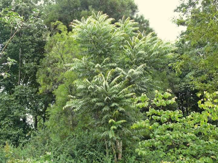 Cedrela augustifolia