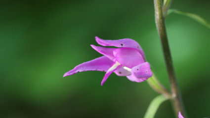 céphalanthère rouge