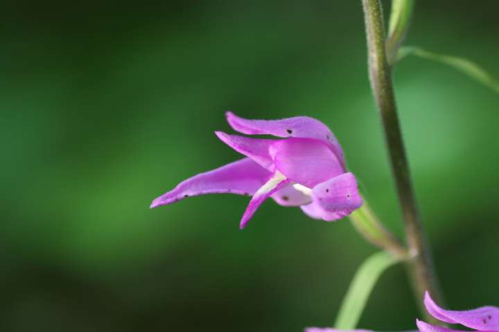 céphalanthère rouge