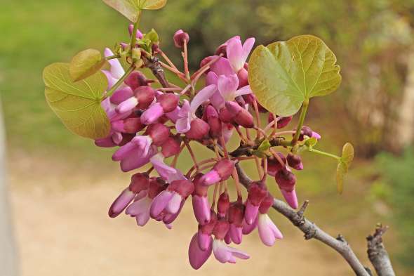 Arbre de Judée (cercis siliquastrum)