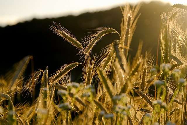 Céréales