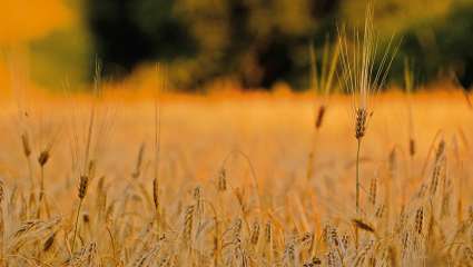 Les céréales complètes réduisent l'inflammation