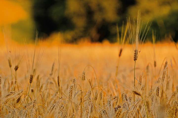 Les céréales complètes réduisent l'inflammation