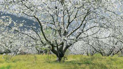 Des arbres fruitiers en pleine forme grâce aux huiles essentielles