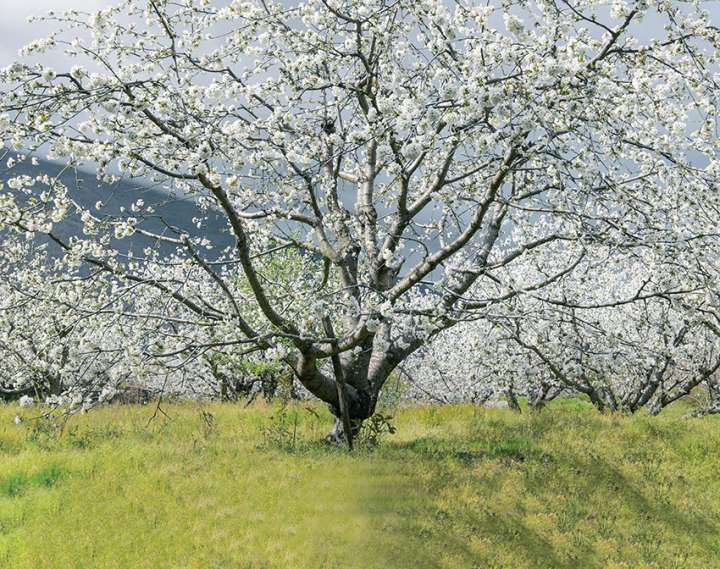 Des arbres fruitiers en pleine forme grâce aux huiles essentielles