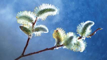 Renforcer son immunité au cœur de la saison froide