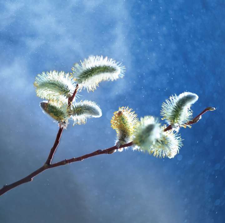 Renforcer son immunité au cœur de la saison froide