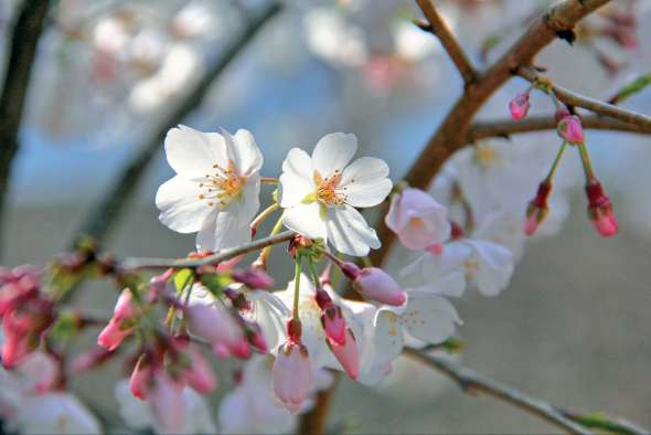 Fleurs de cerisier