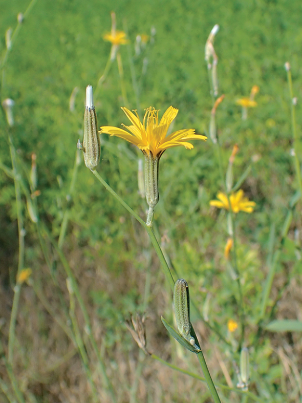 La floraison en été