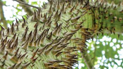 Les arbres étaient fdifférents du temps des dinosaures (Chorisia speciosa)