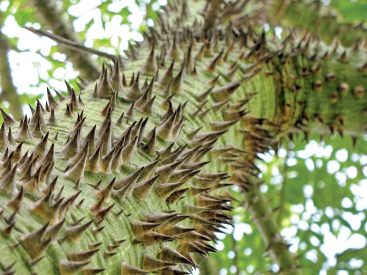 Les arbres étaient fdifférents du temps des dinosaures (Chorisia speciosa)