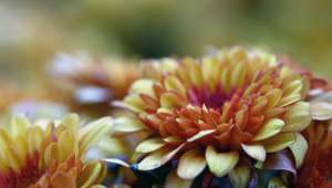 Chrysanthemum indicum