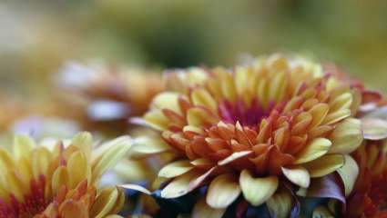 Chrysanthemum indicum