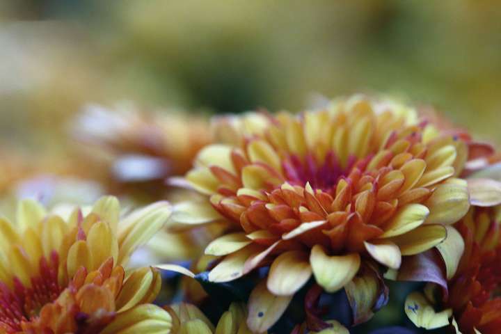 Chrysanthemum indicum