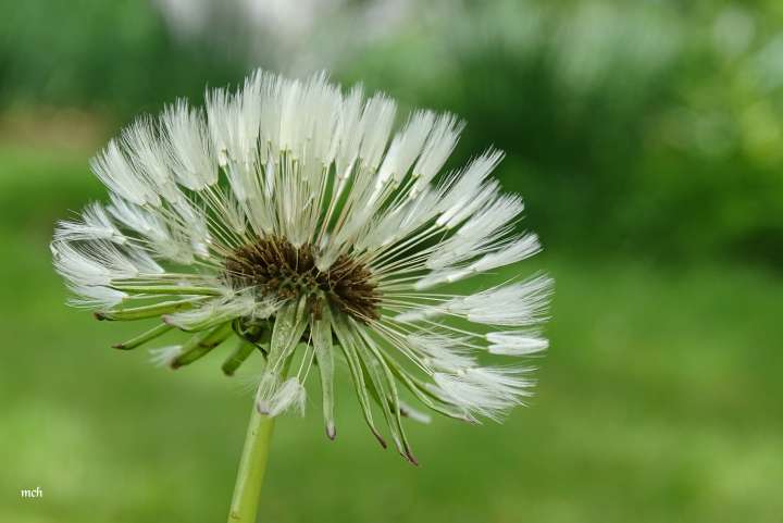 L'huile de ricin pour la beauté des cheveux- Plantes et Santé