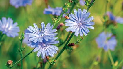 La chicorée, une racine prébiotique