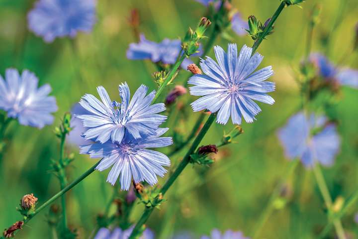 La chicorée, une racine prébiotique