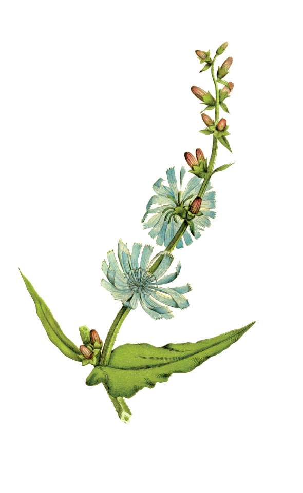Chicorée sauvage (cichorium intybus)