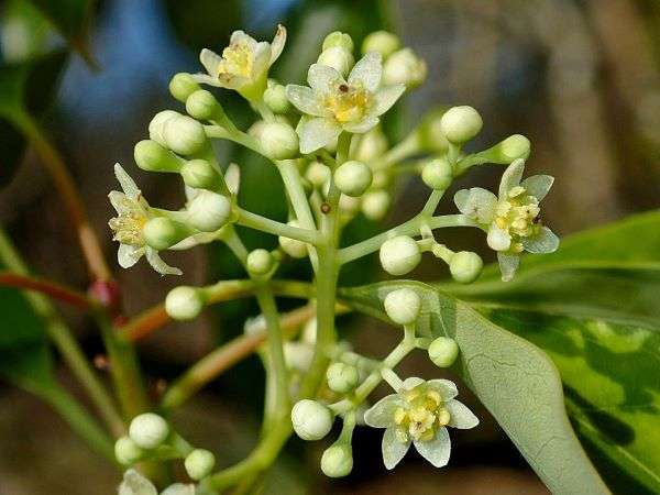 Camphre (Cinnamomum camphora)