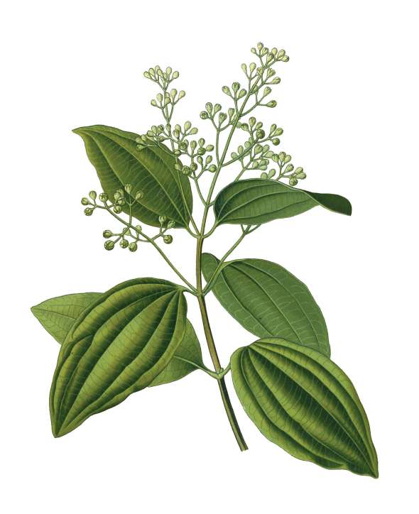 Cannelier de Ceylan (Cinnamomum verum)