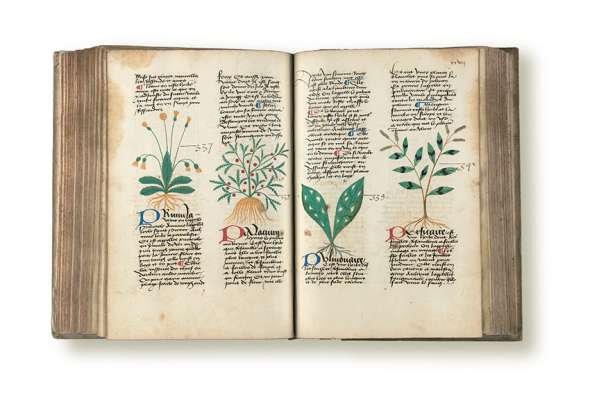Livre des simples médecines, de Matthieu Platearius, manuscrit de la fin du XVe siècle.