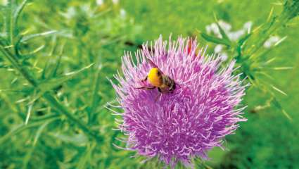 Les invasives sont très utiles aux pollinisateurs